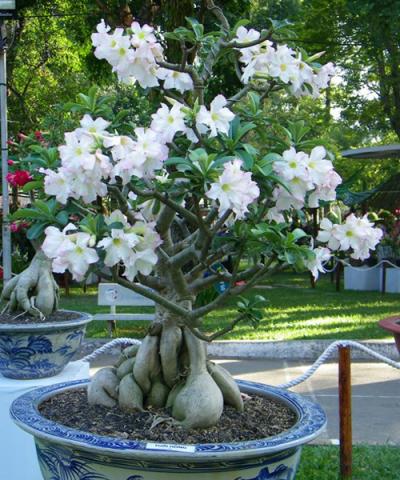 cay-hoa-su-trang539