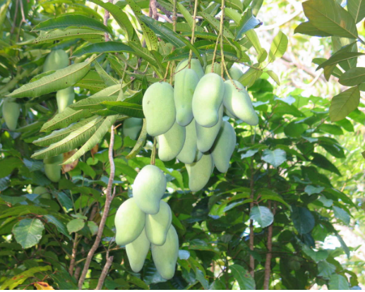cay-xanh-nam-dinh-cay-xoai-1