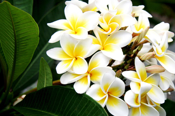 hinh-anh-cay-hoa-dai